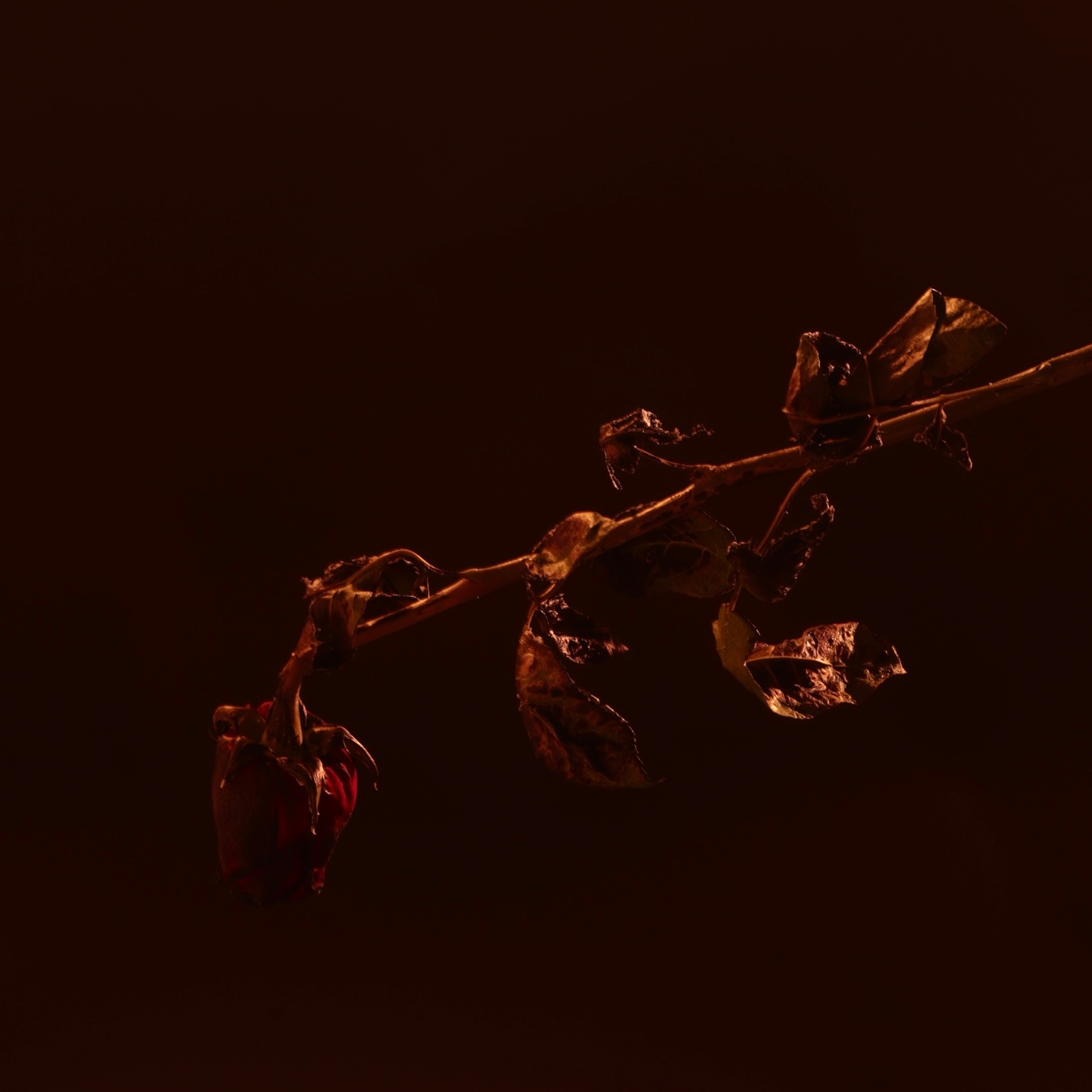 Wilted Rose